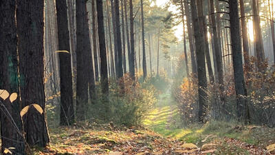 Sonne scheint in einen Wald